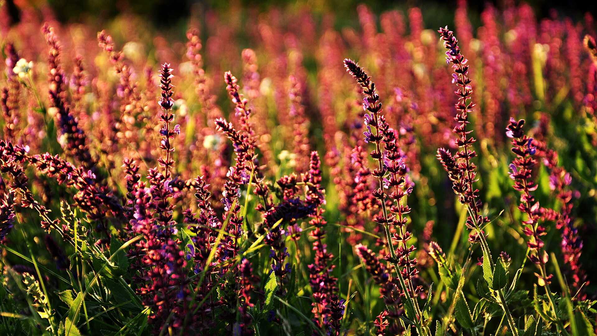 开云体育官方网入口-接力争冠中国打破美澳垄断