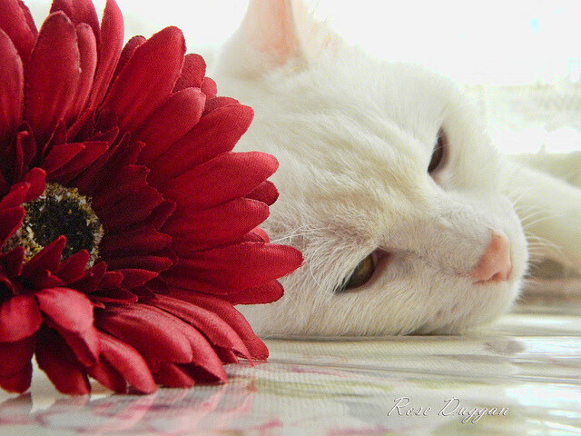 开云·体育官网APP下载-皇家贝蒂斯中场掌控增强调度全场节奏，皇家贝蒂斯b队