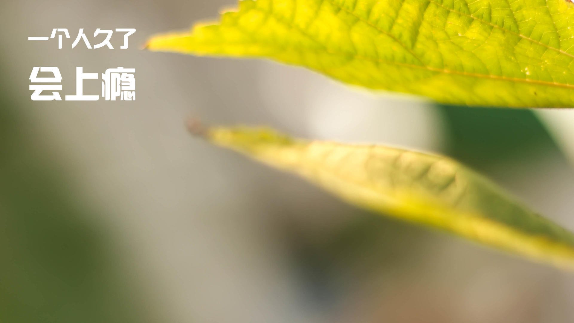 国王战术改革将更多球权交给年轻球员，国王队控卫