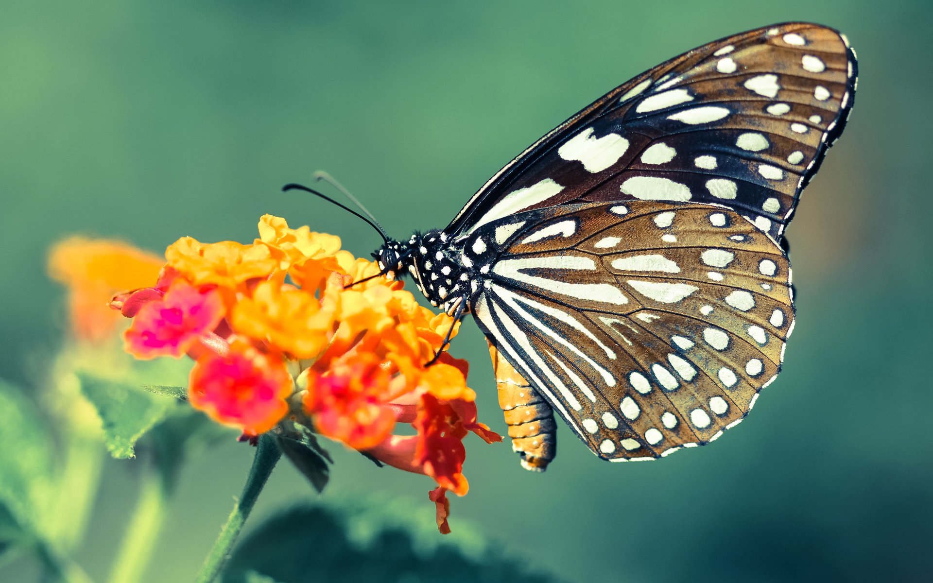 开云·体育全站登录地址-巴西队在南美预赛中领跑，全力备战世界杯