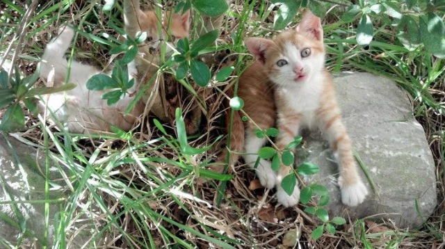 开云下载-德甲攻势凌厉：每一次射门都扣人心弦