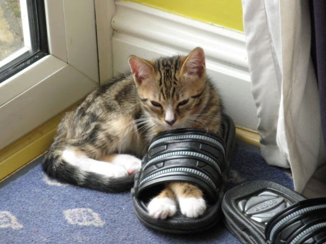 开云网页版登录入口-新西兰橄榄球队面临阵容更新，未来如何规划？，新西兰橄榄球队服