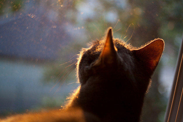 开云官方-詹姆斯现场观看女儿篮球比赛，女詹姆斯wnba